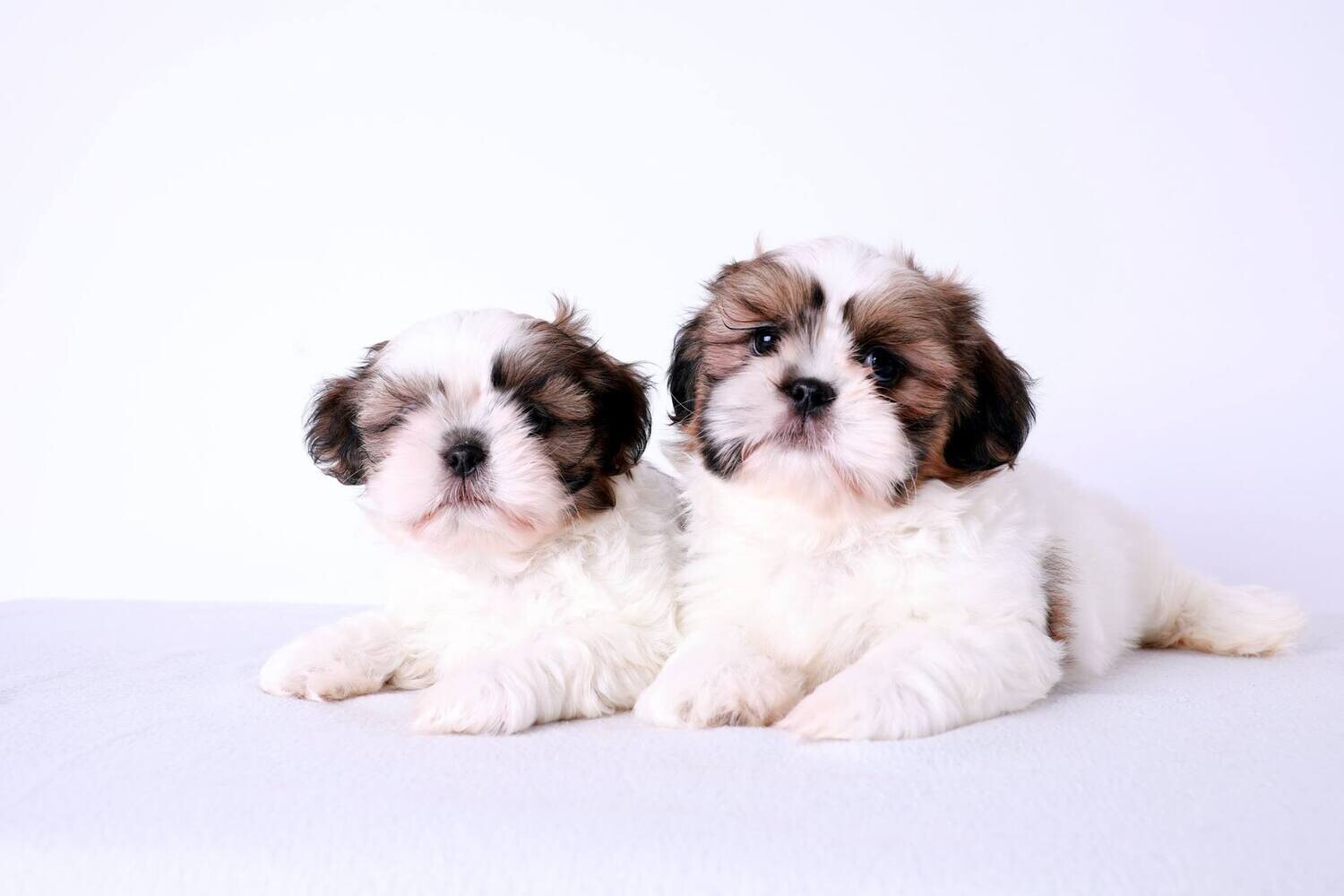Shihtzu