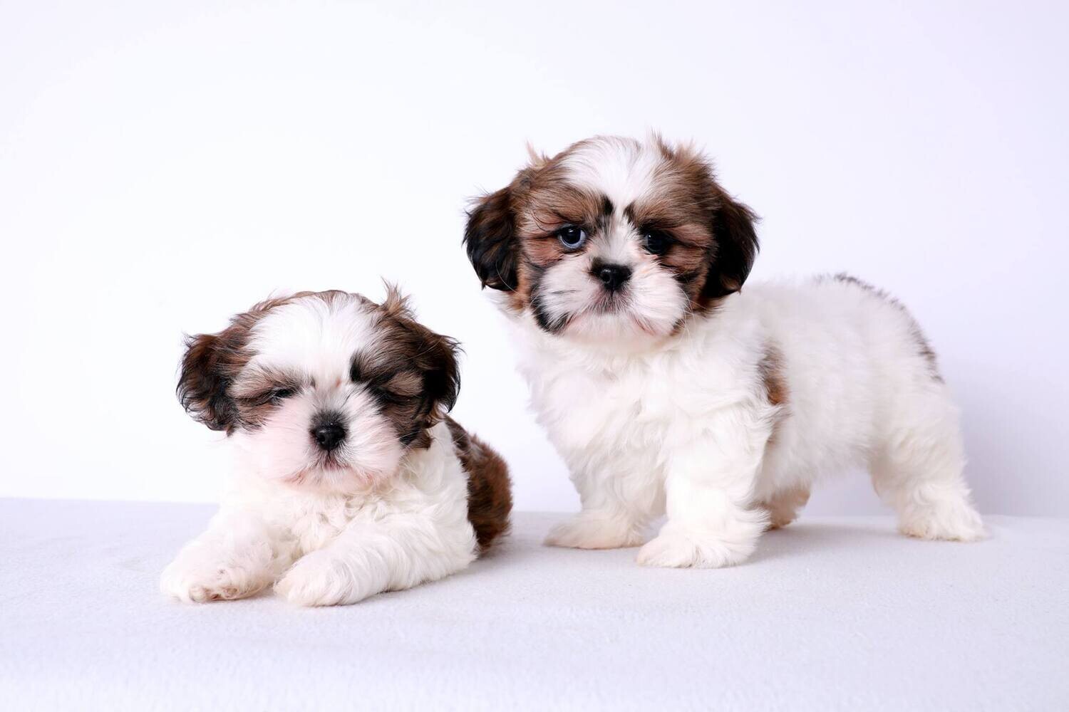 Shihtzu