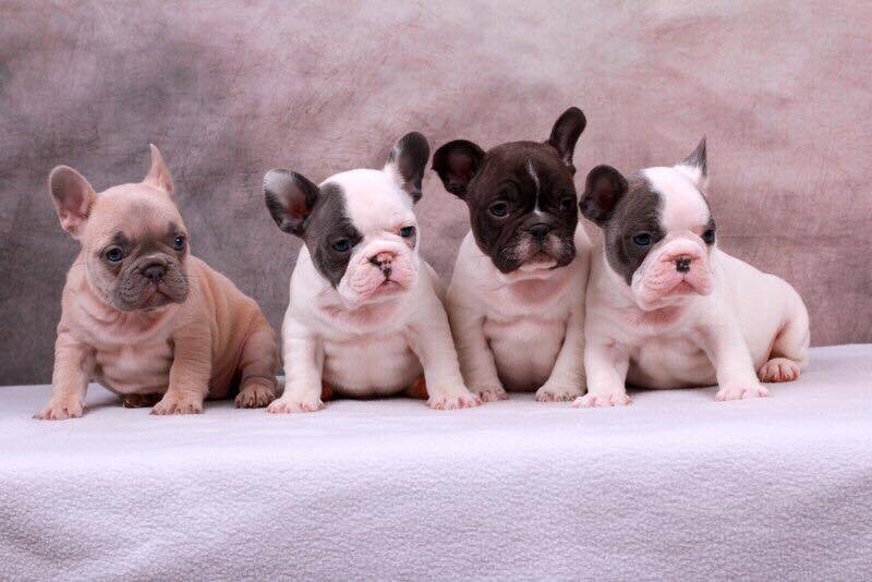 Bouledogue Francese