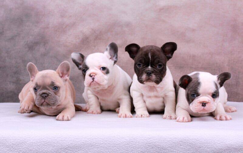 Bouledogue Francese