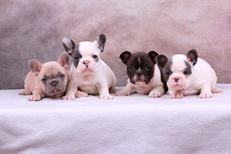 Bouledogue Francese