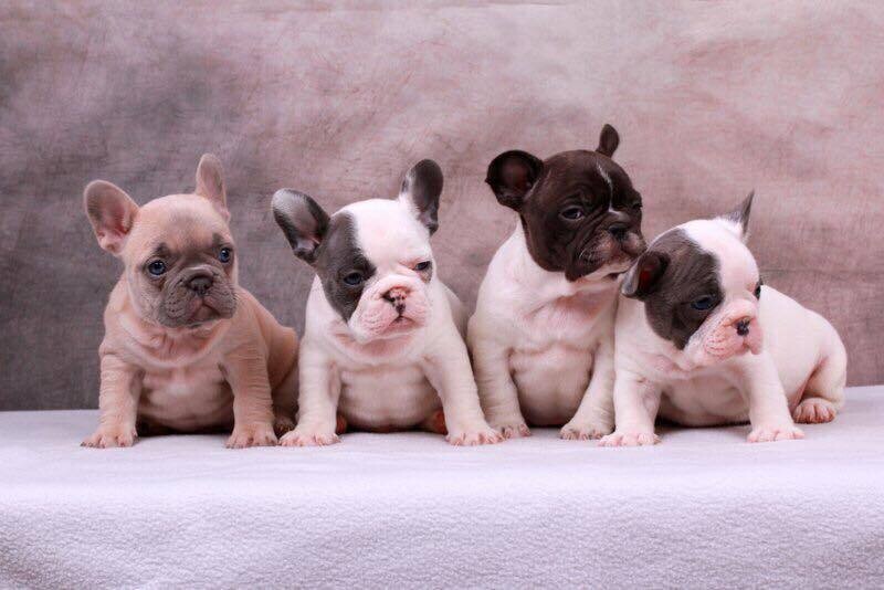 Bouledogue Francese