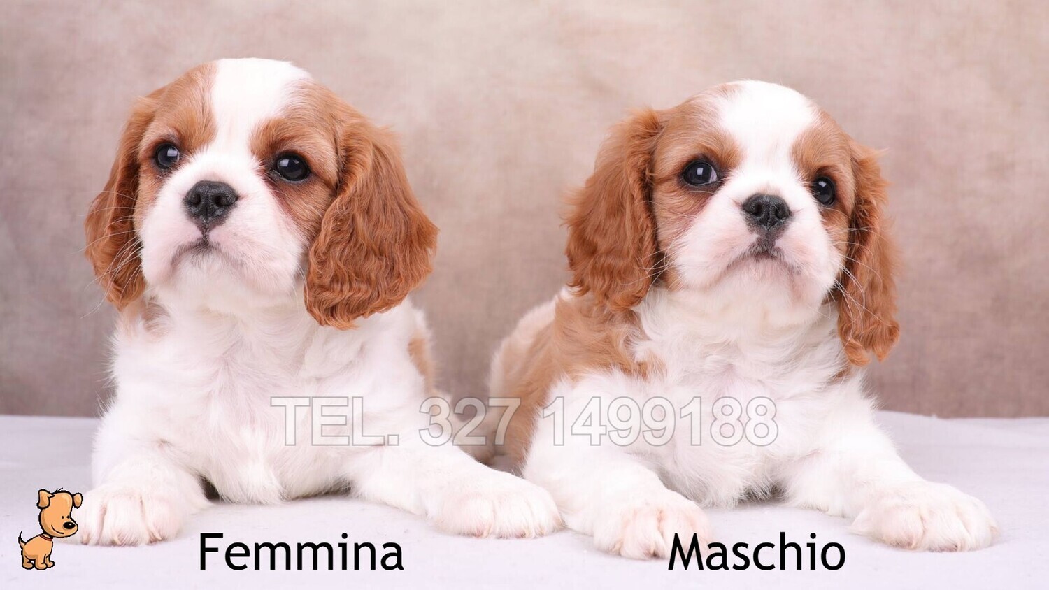 Cavalier King