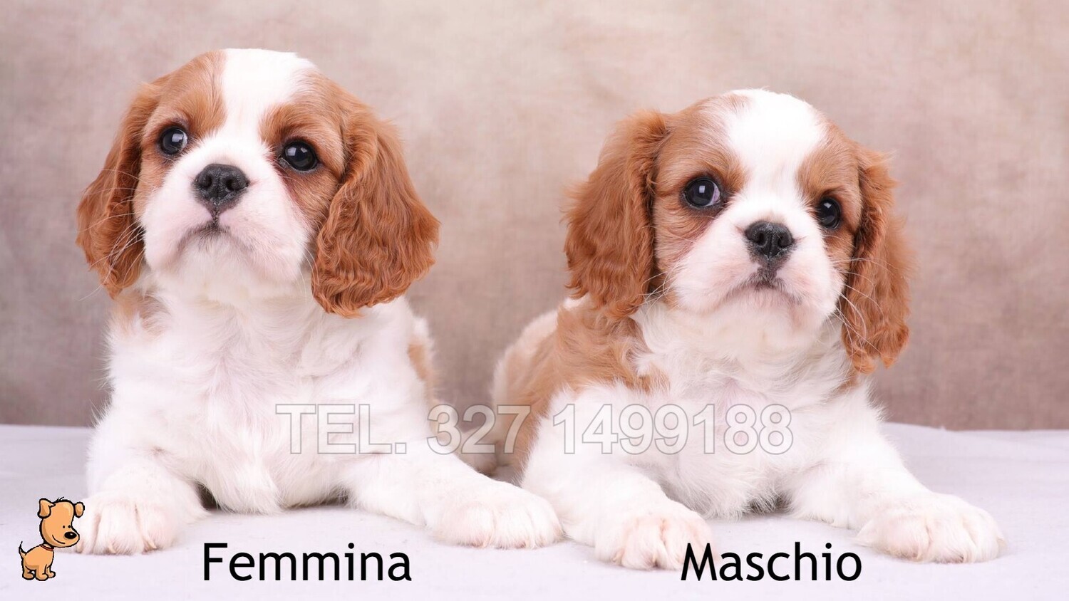 Cavalier King