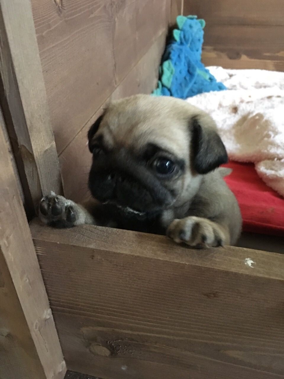 Carlino