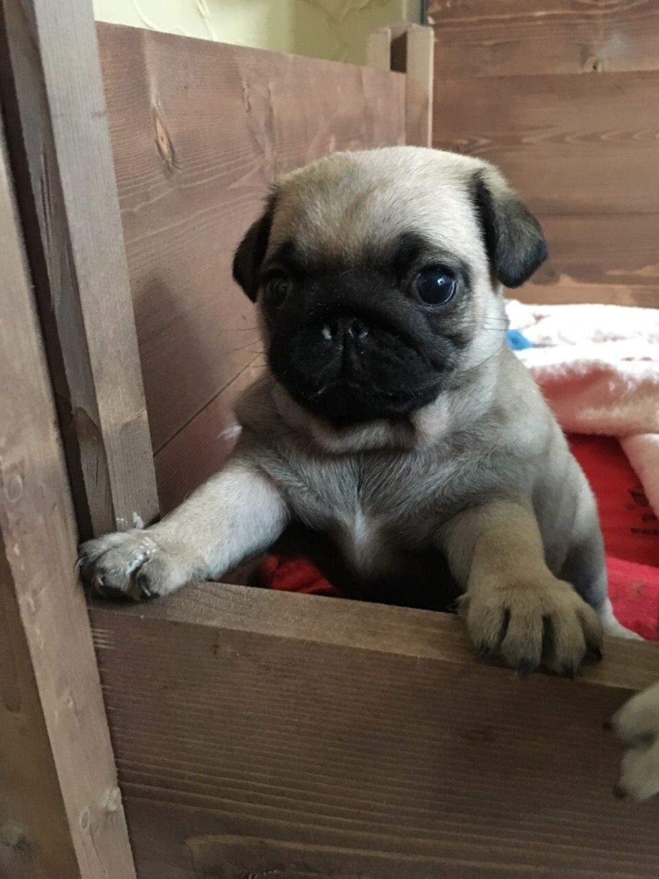 Carlino