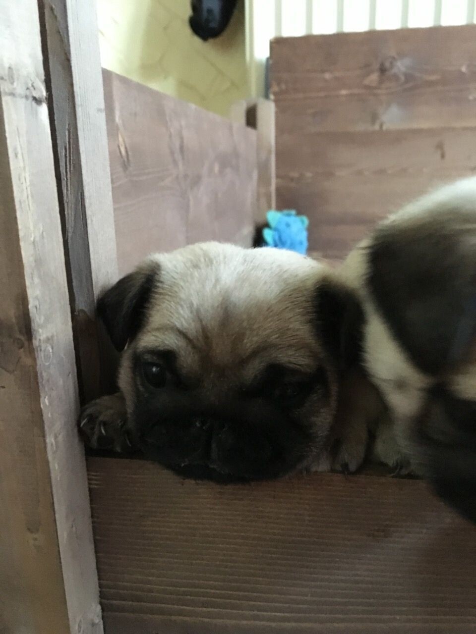 Carlino