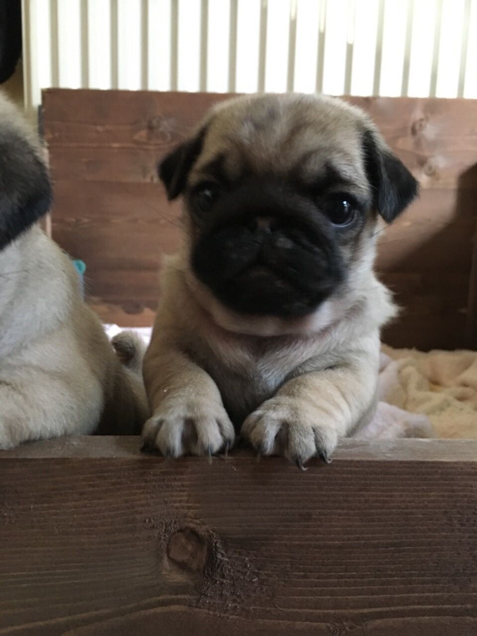 Carlino