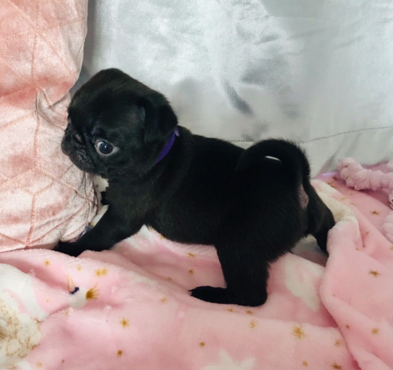 Carlino