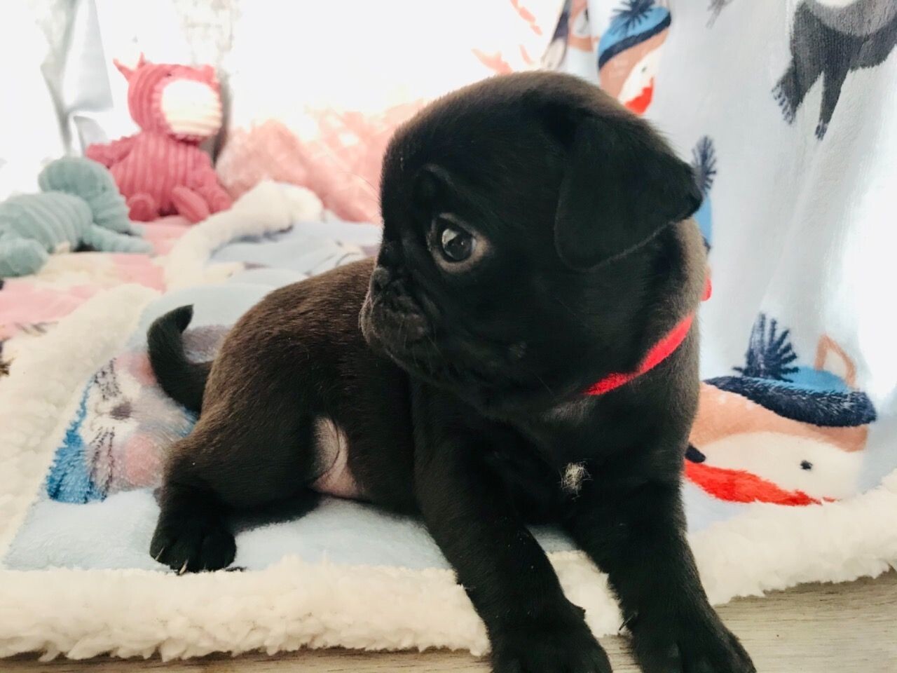 Carlino