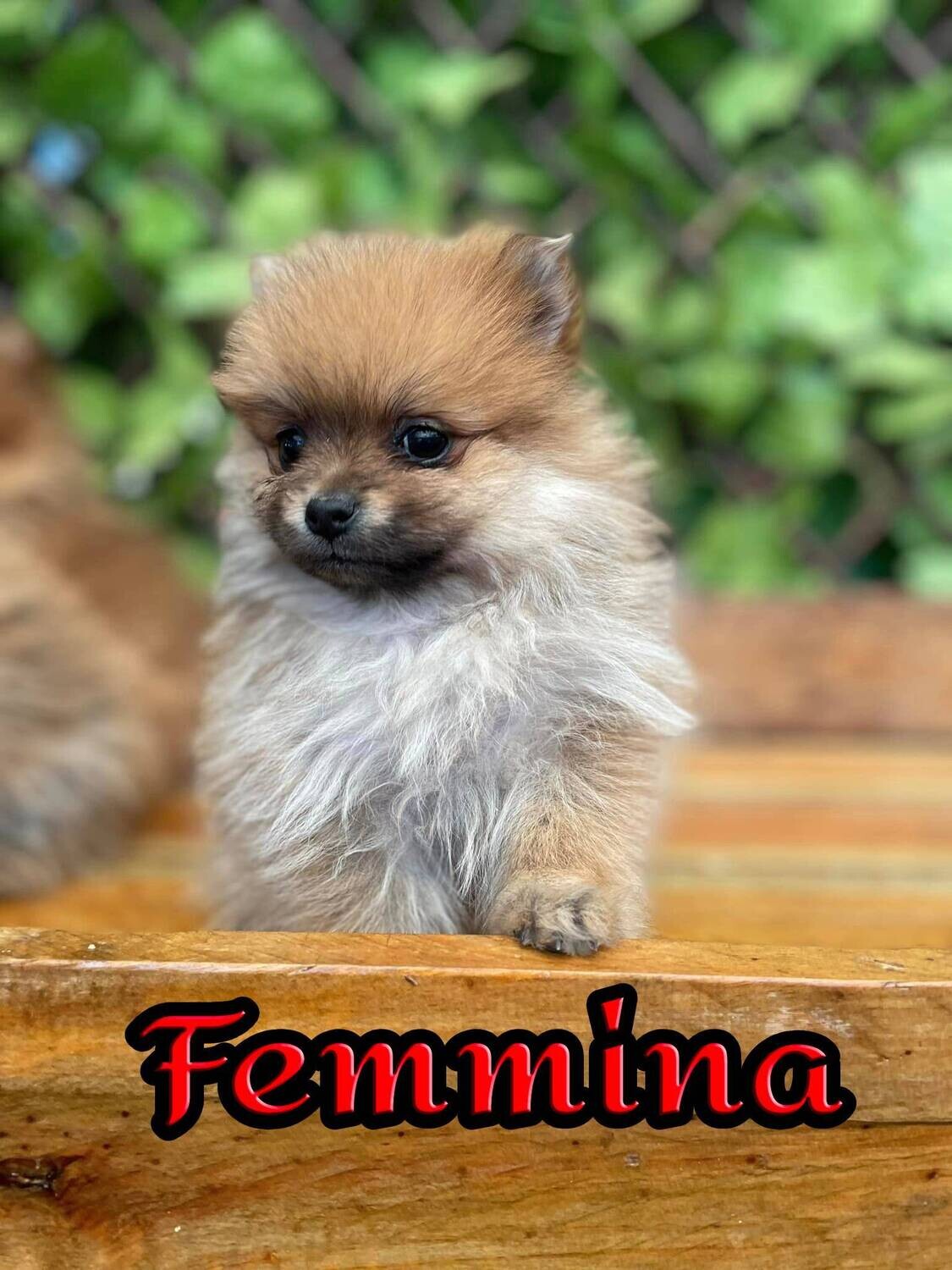 Pomerania TOY