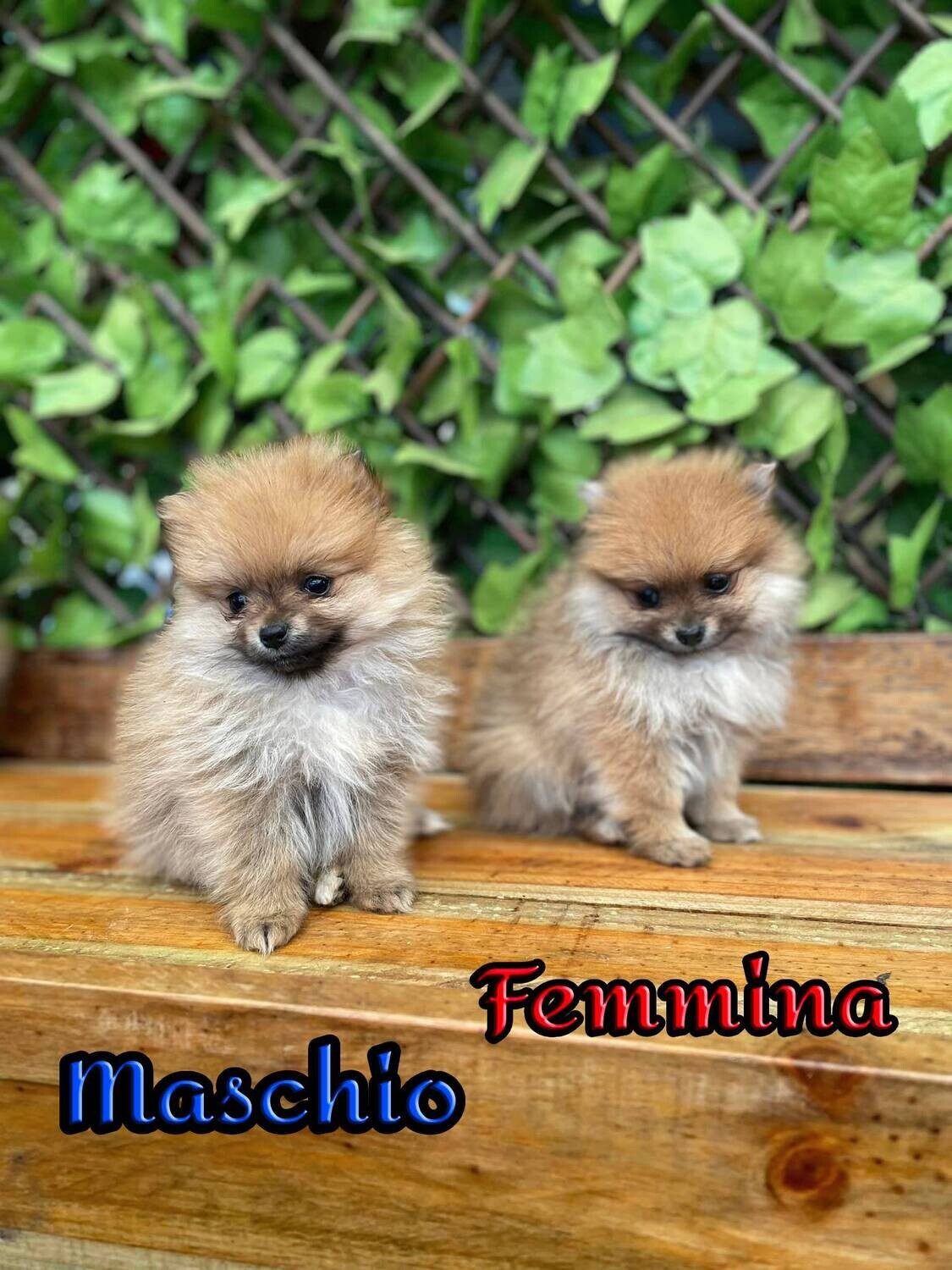 Pomerania TOY