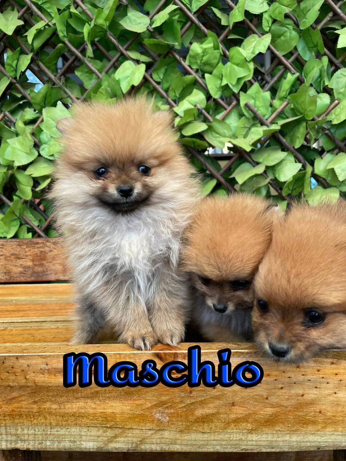 Pomerania TOY