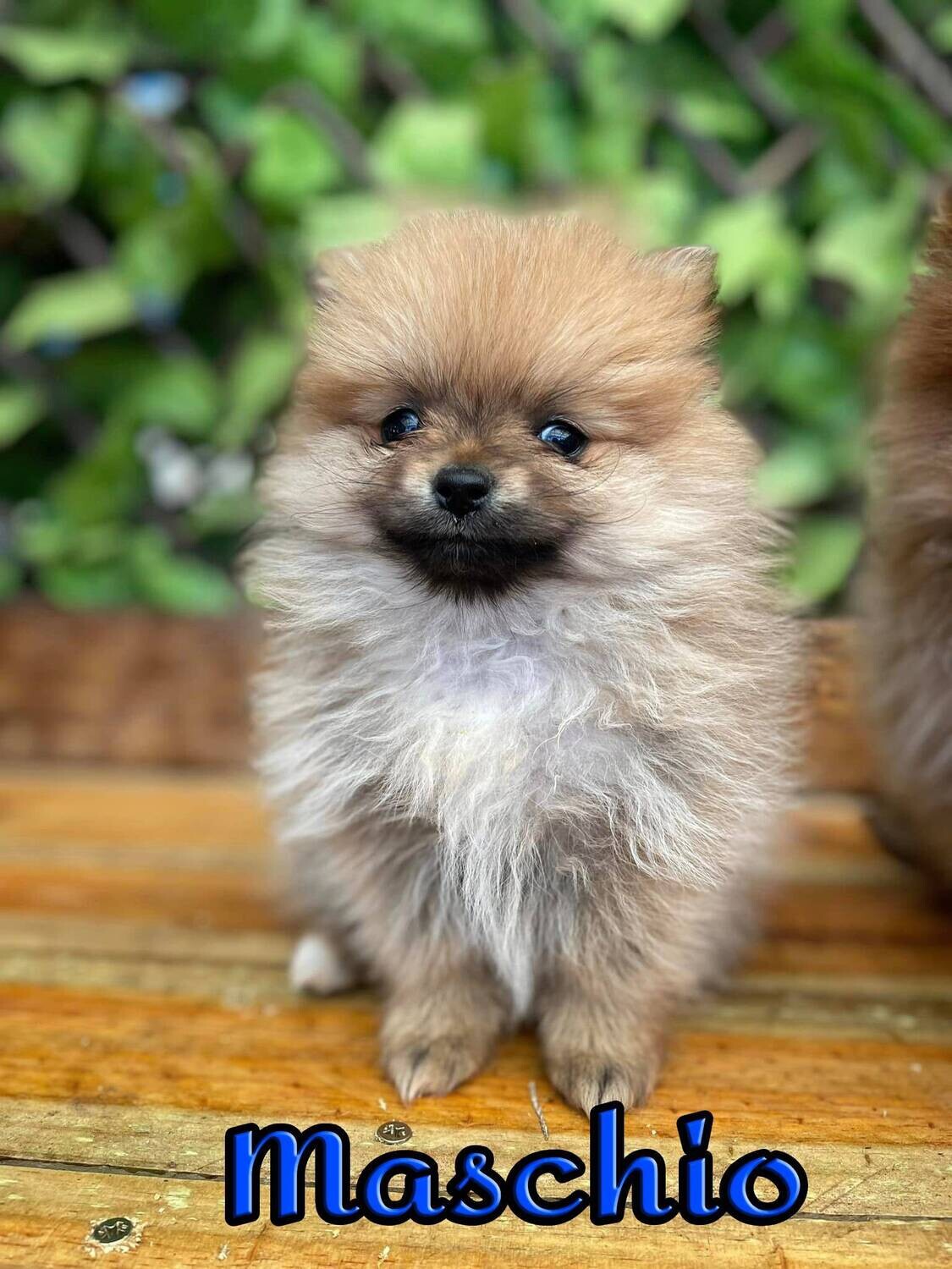 Pomerania TOY