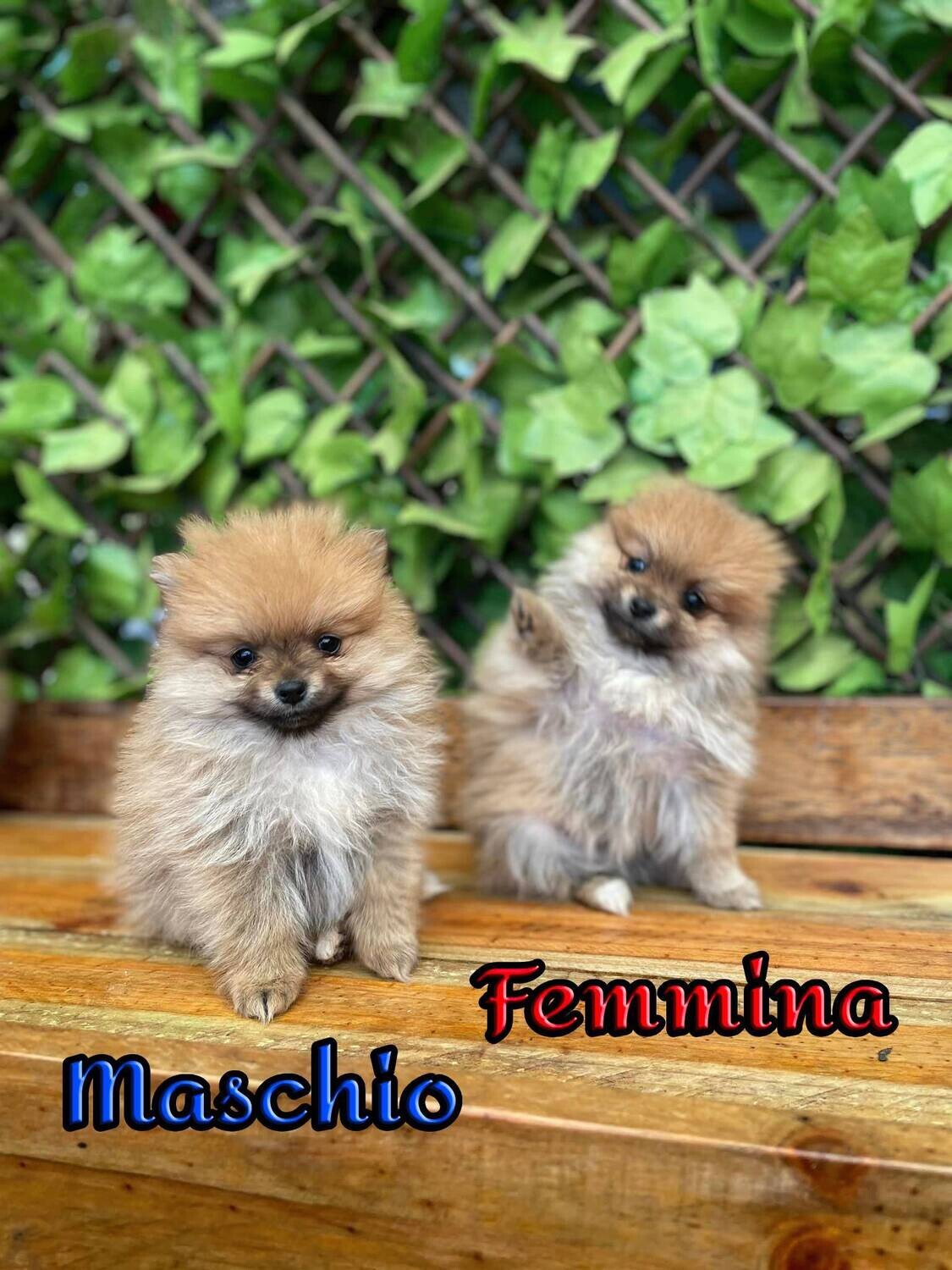 Pomerania TOY