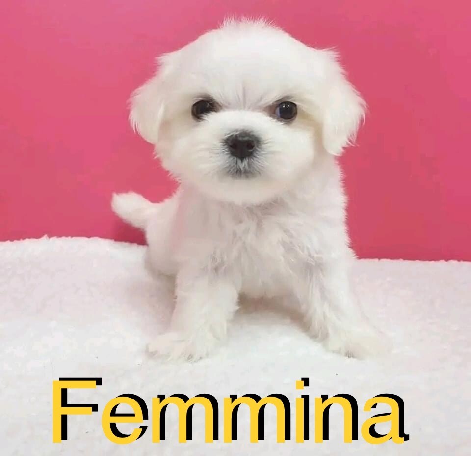 Maltese toy