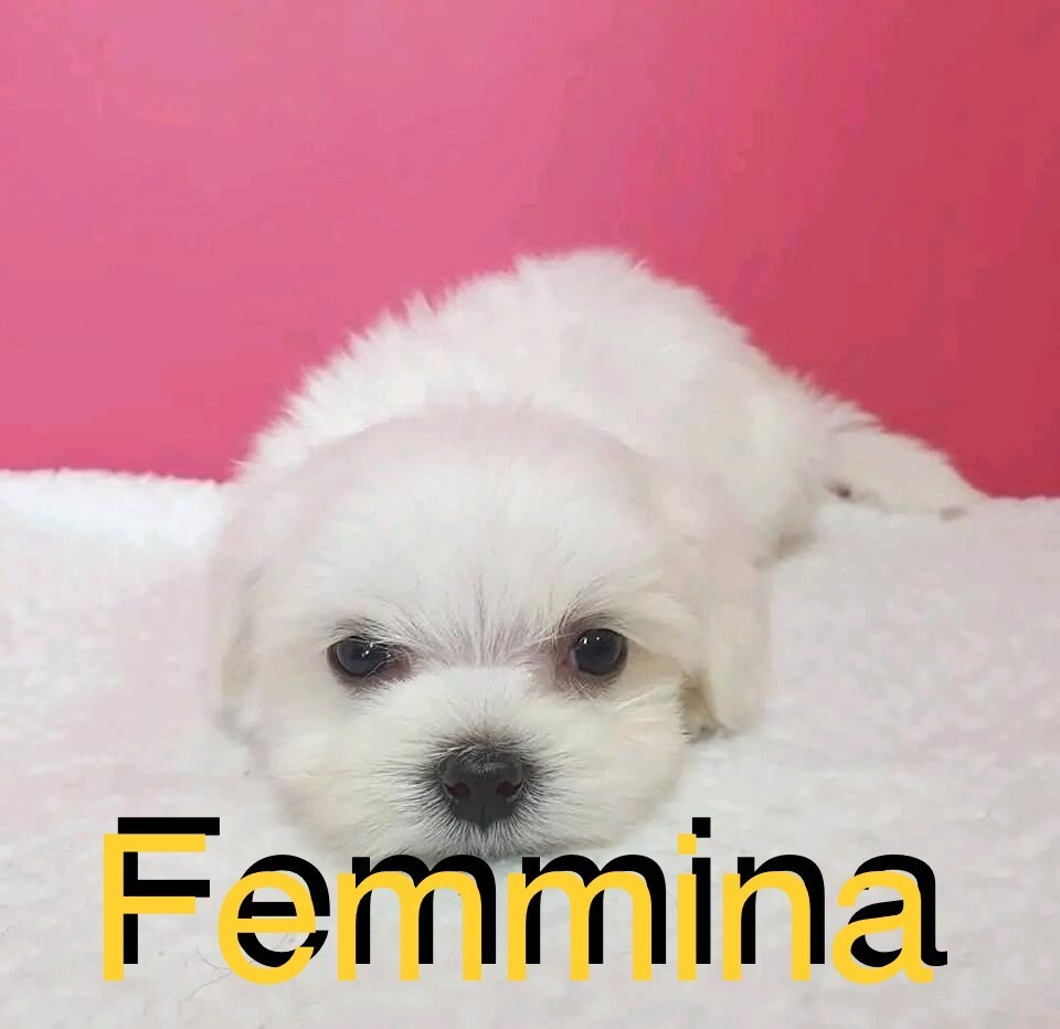 Maltese toy