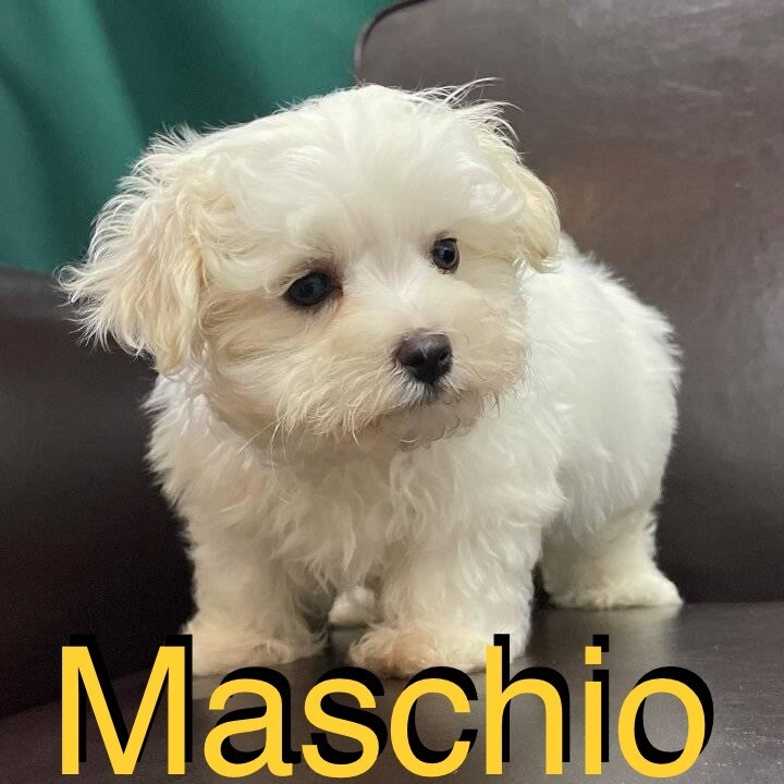 Maltese toy
