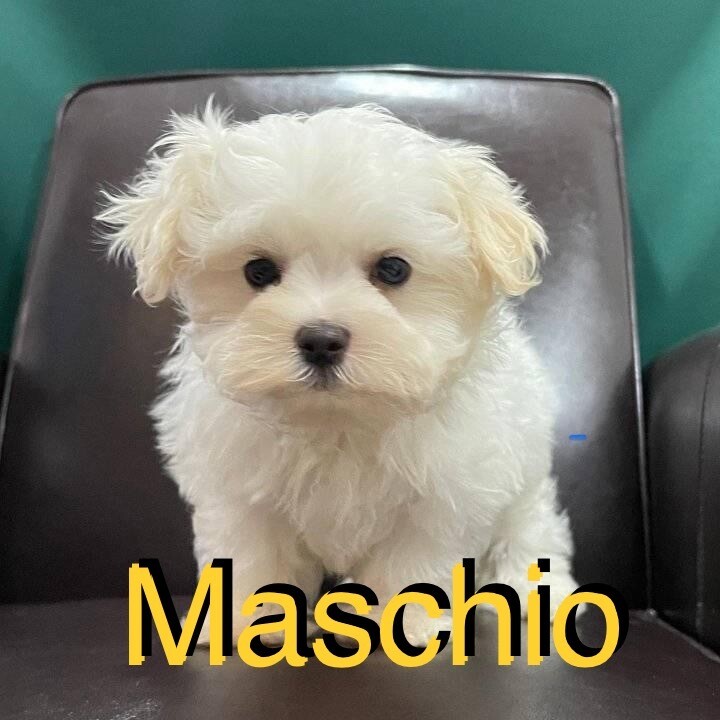 Maltese toy