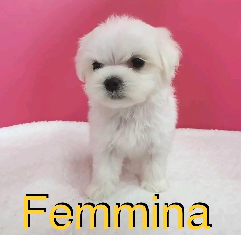 Maltese toy