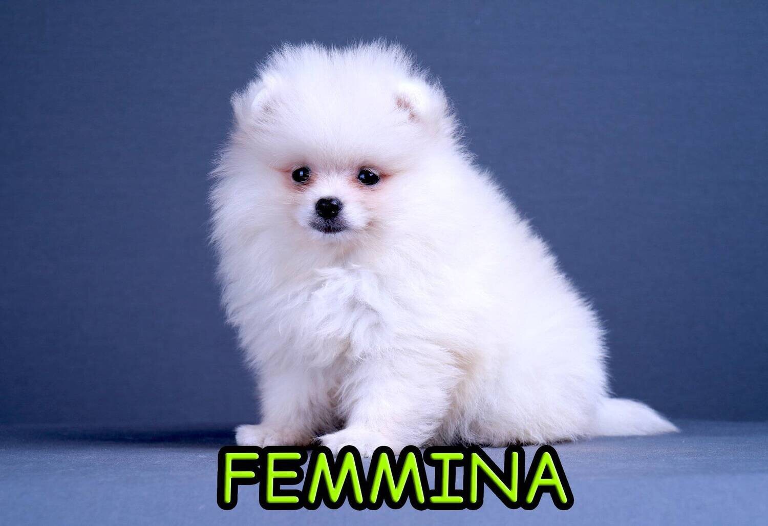 Pomerania TOY