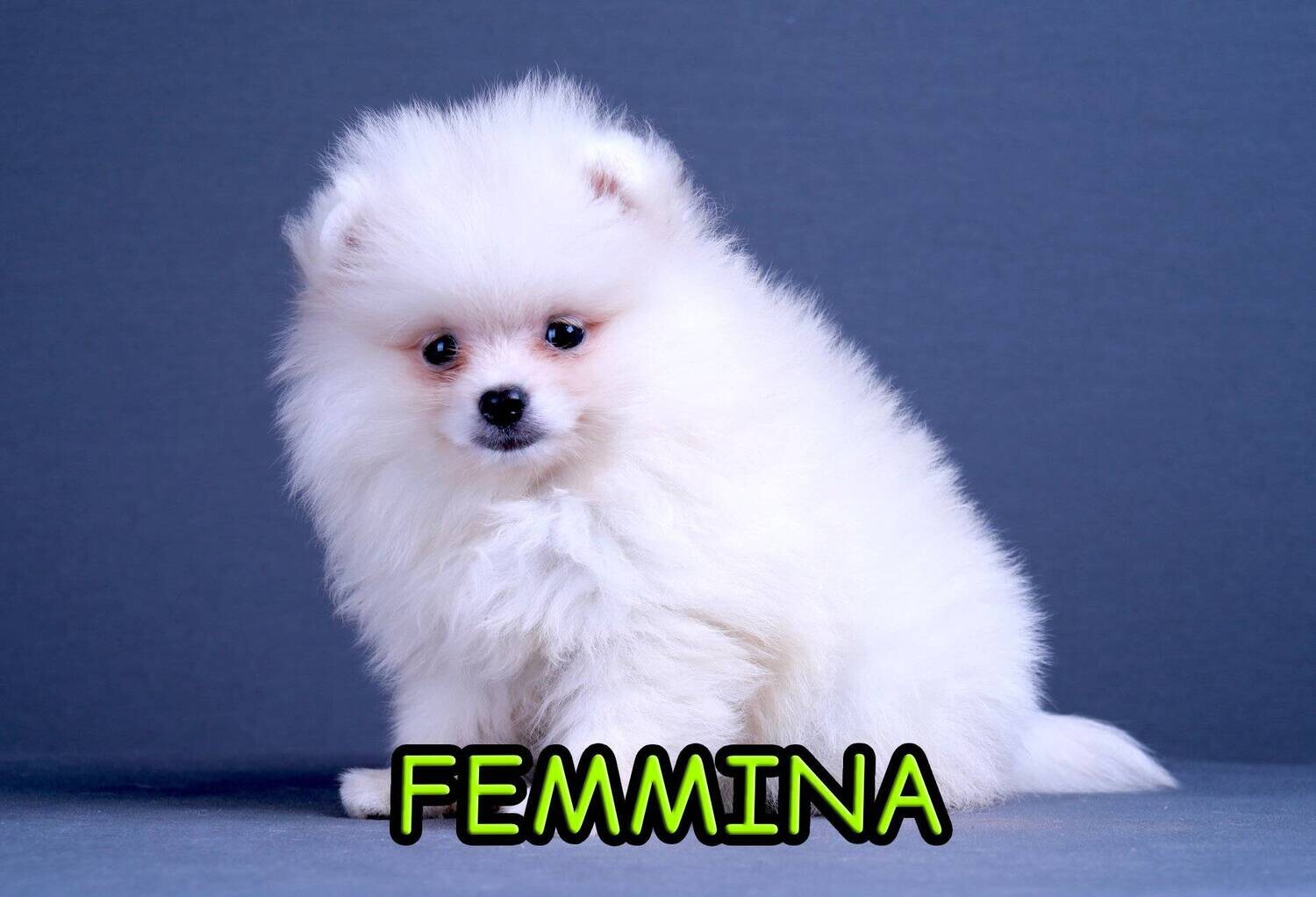 Pomerania TOY