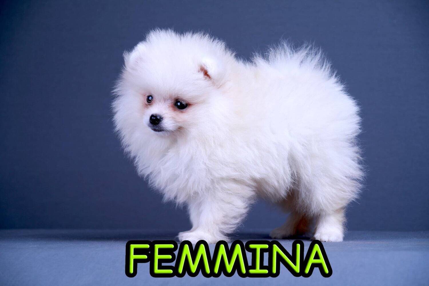Pomerania TOY
