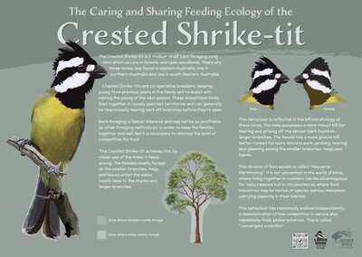 Crested Shrike-tit
