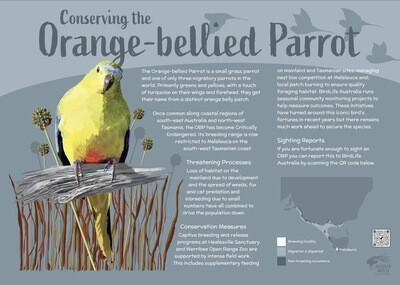 Orange-bellied Parrot