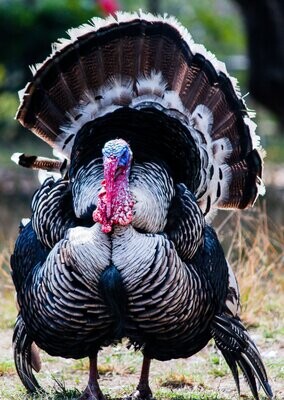Thanksgiving
