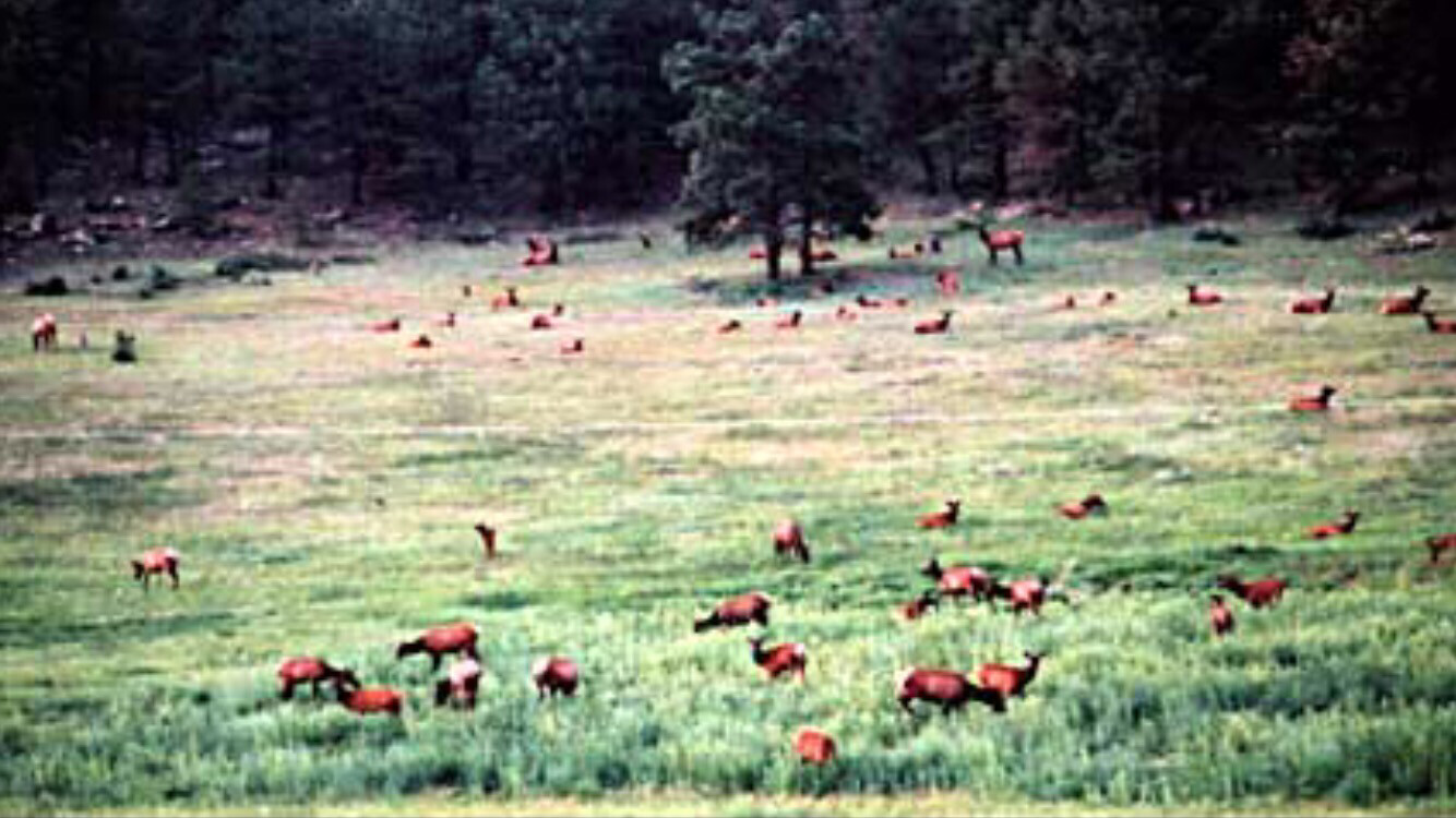 Cow Elk Hunt With Lodging
