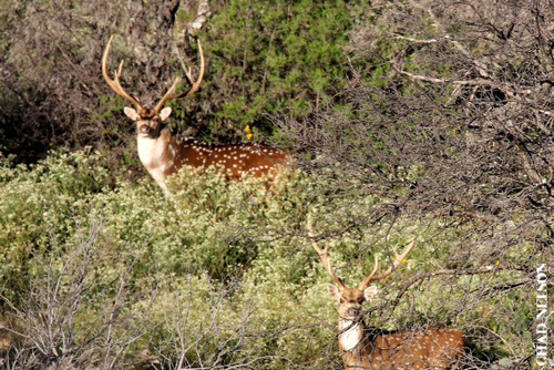 Parent/Child or Hunter/Spouse $2500 Whitetail or Exotic Hunt in the Texas Hill Country - 2 day 2 night all inclusive