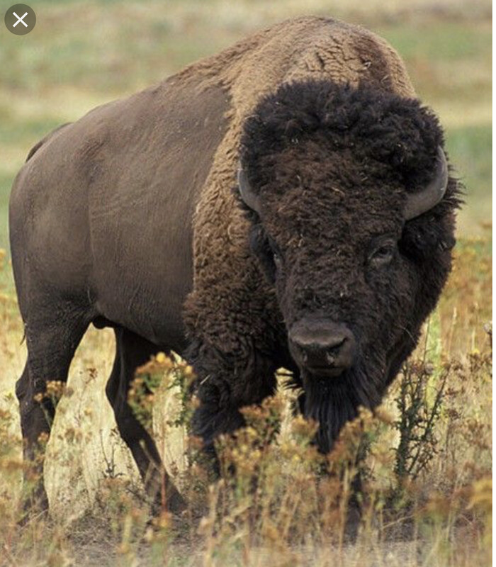 Herd Reduction Bison Hunt