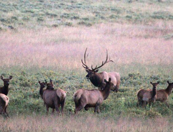 LAST MINUTE CANCELLATION New Mexico 5 day Elk Hunt - Archery  - Unit 46 Private Landowner Tags No Draw Needed.