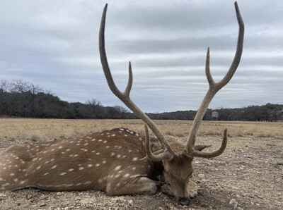 AXIS ONLY Hunting Memberships In Texas Hill country.