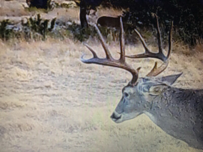 740 Acre Hunting Lease Available