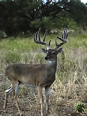 130-150” Herd Reduction Special $2500 Flat Rate For Any Buck In That Range. Guided With Lodging