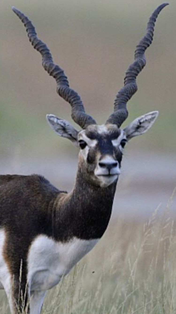 Blackbuck Hunt