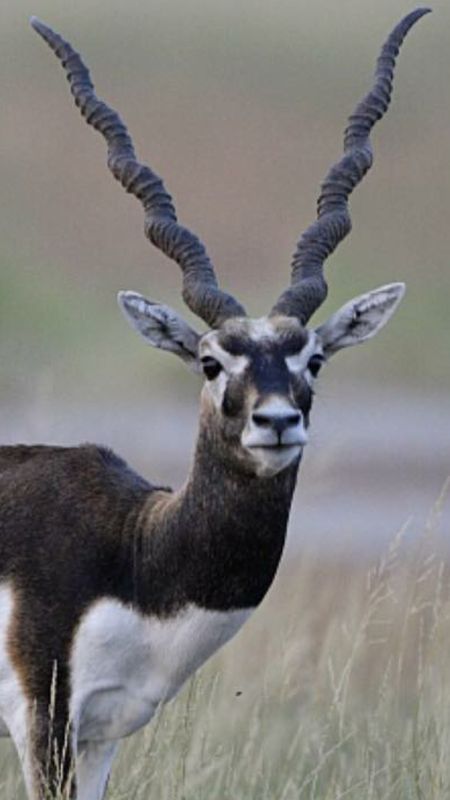 Blackbuck Hunt