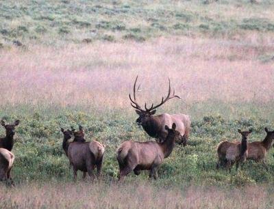 5 day Elk Hunt - Rifle - No Draw Landowner Tag Fully Guided With Meals And Lodging - October 1-5