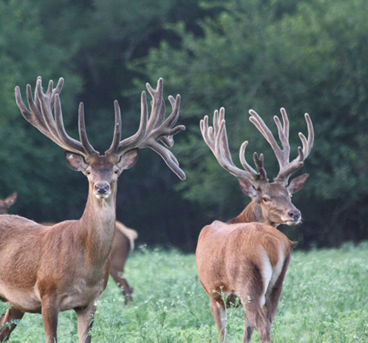 Trophy Red Stag Hunt - 2 day all inclusive