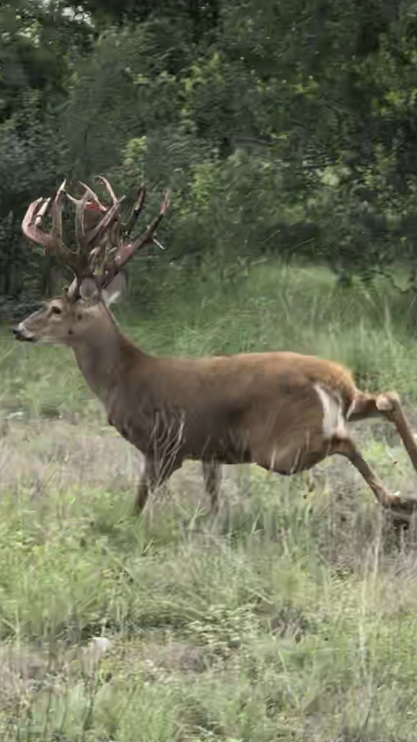 200 inch plus Trophy Whitetail Hunt - 2 day all inclusive