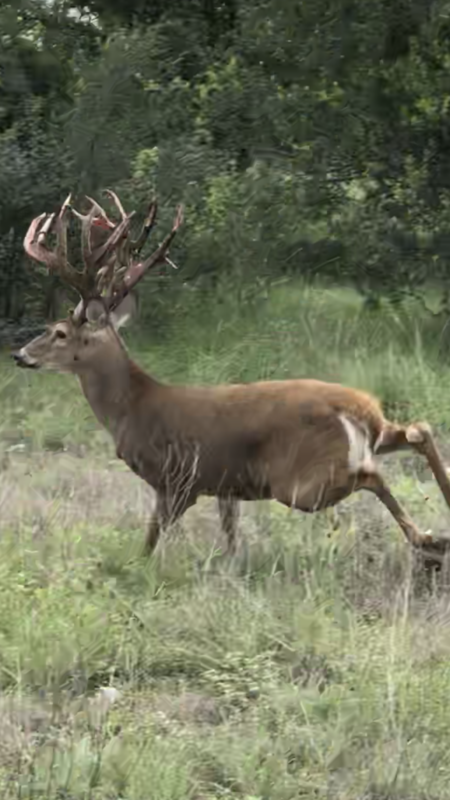 Herd Reduction On Trophy Whitetail Bucks. Limited Availability!