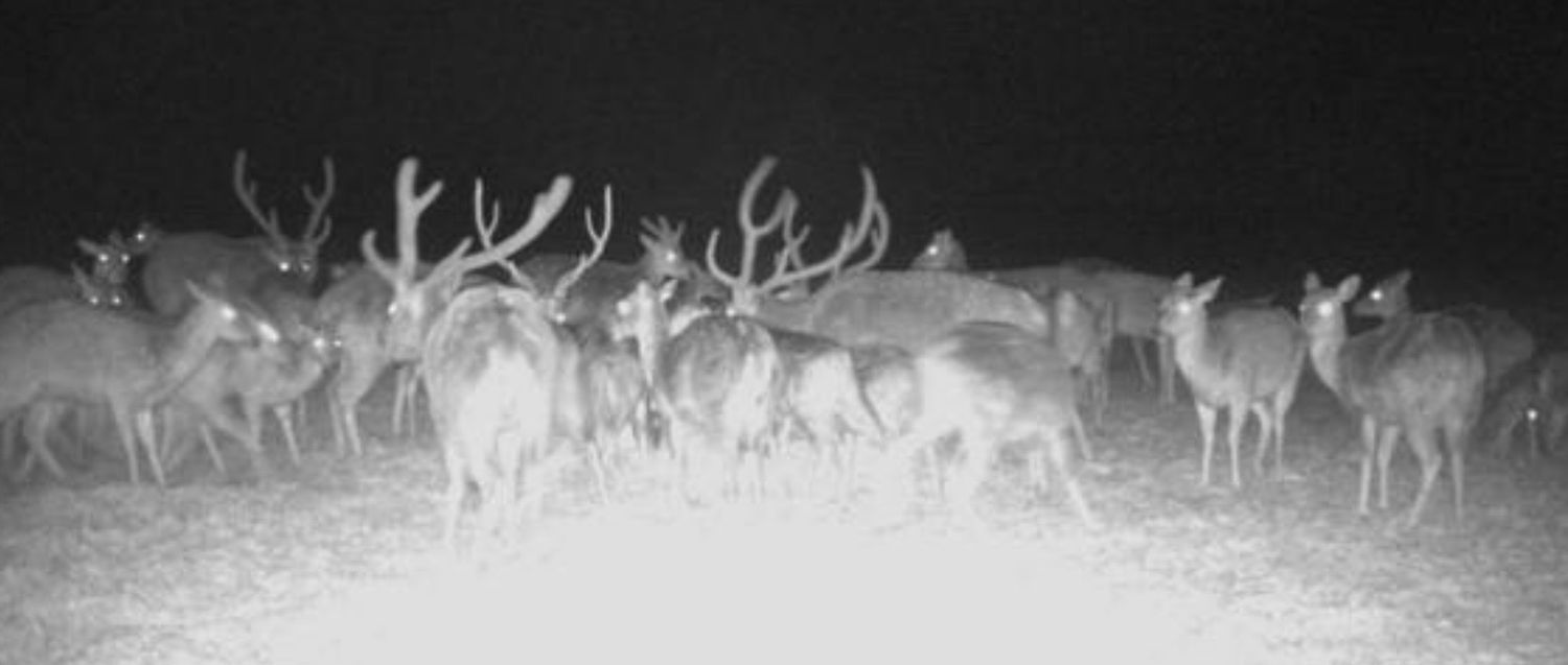 Axis Hunts