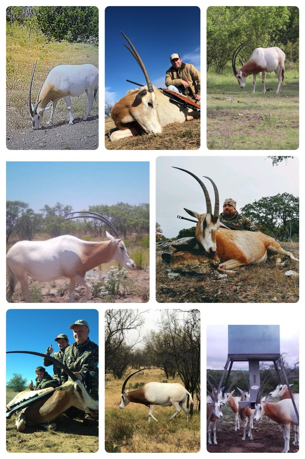 Oryx Hunts
