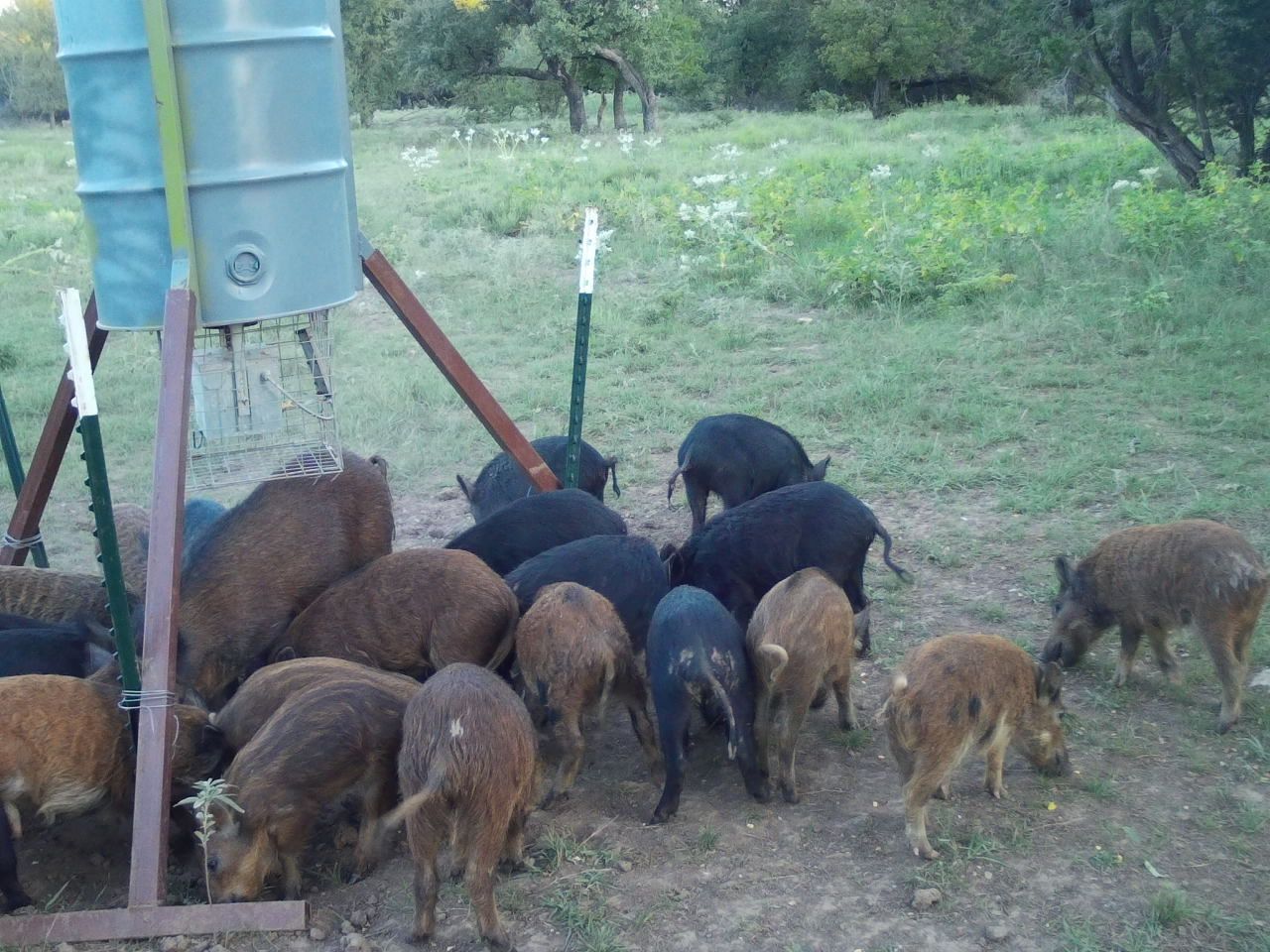 Pig Hunting $250 Per Person