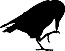 Raven Picking Toe