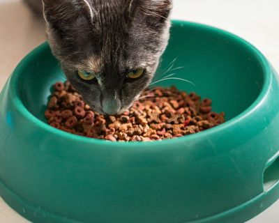Cat Food