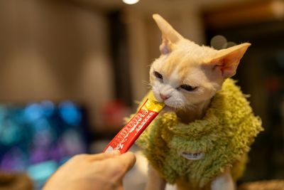 Cat Treats