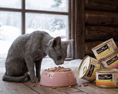 Wet Food (Canned)